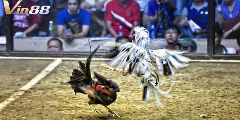Mẹo chơi cá cược hiệu quả
